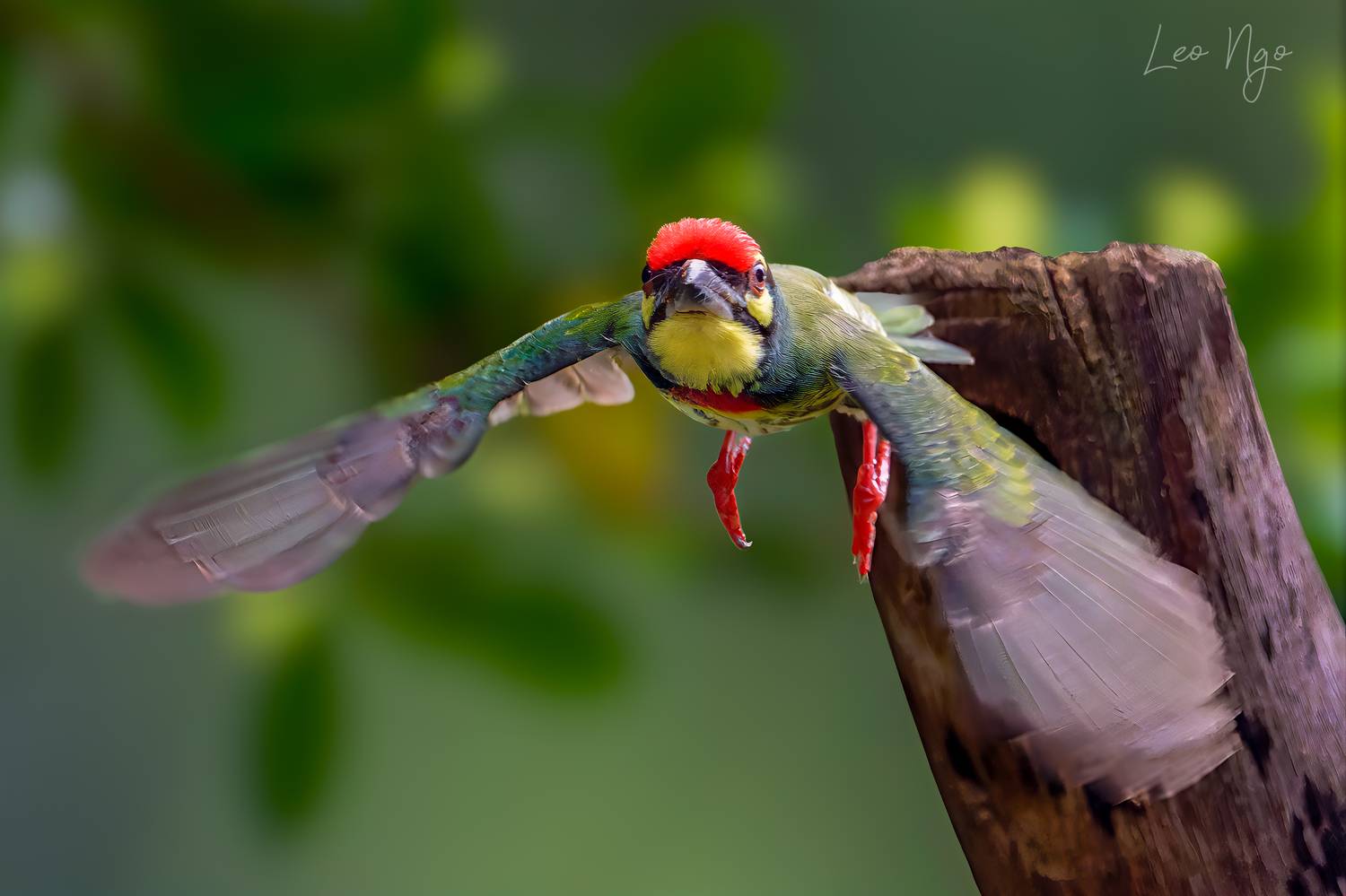 , Ngo Hoang Nguyen - Leo Ngo