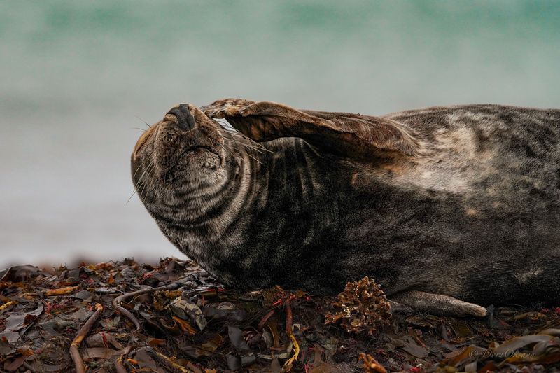 серый, тюлень, , seal Опять этот понедельник...photo preview