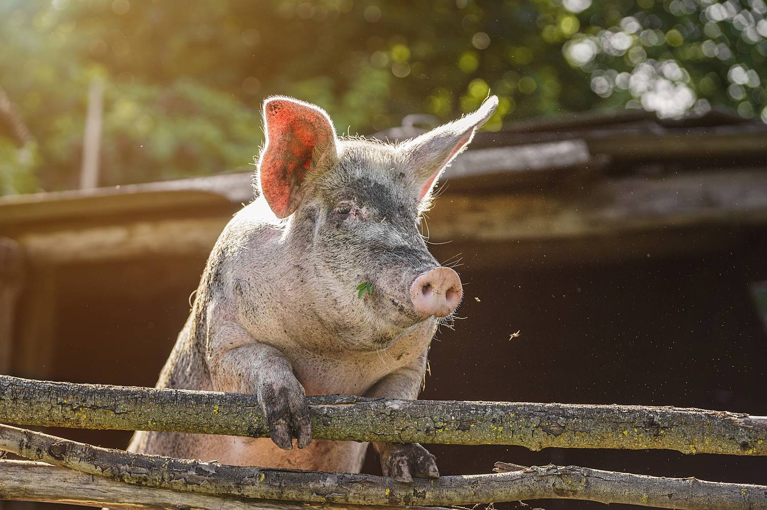 Свинья. Автор: Корнеев Алексей , Корнеев Алексей