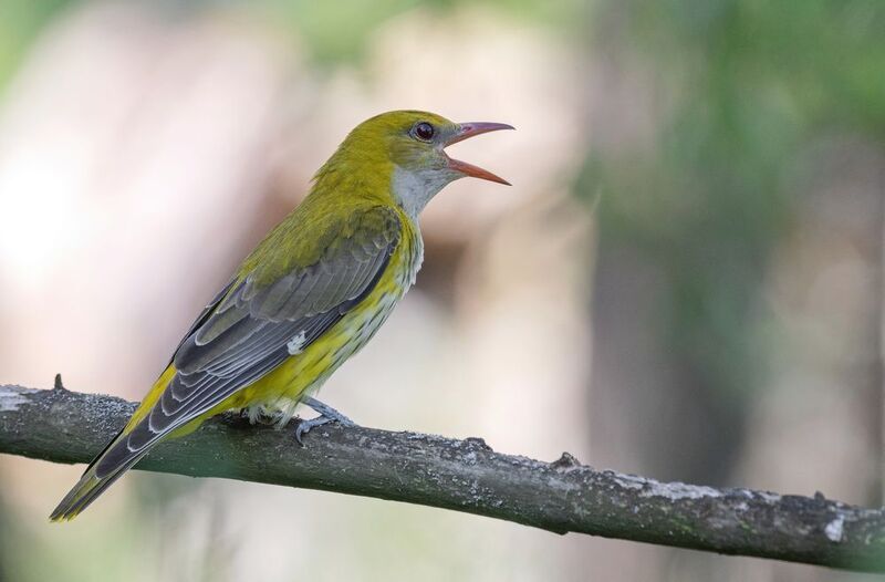 Иволга поётphoto preview