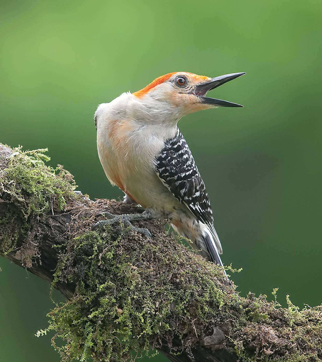 Red-bellied Woodpecker, male -Каролинский меланерпес. Автор: Etkind Elizabeth дятел, каролинский меланерпес, red-bellied woodpecker, woodpecker, Etkind Elizabeth