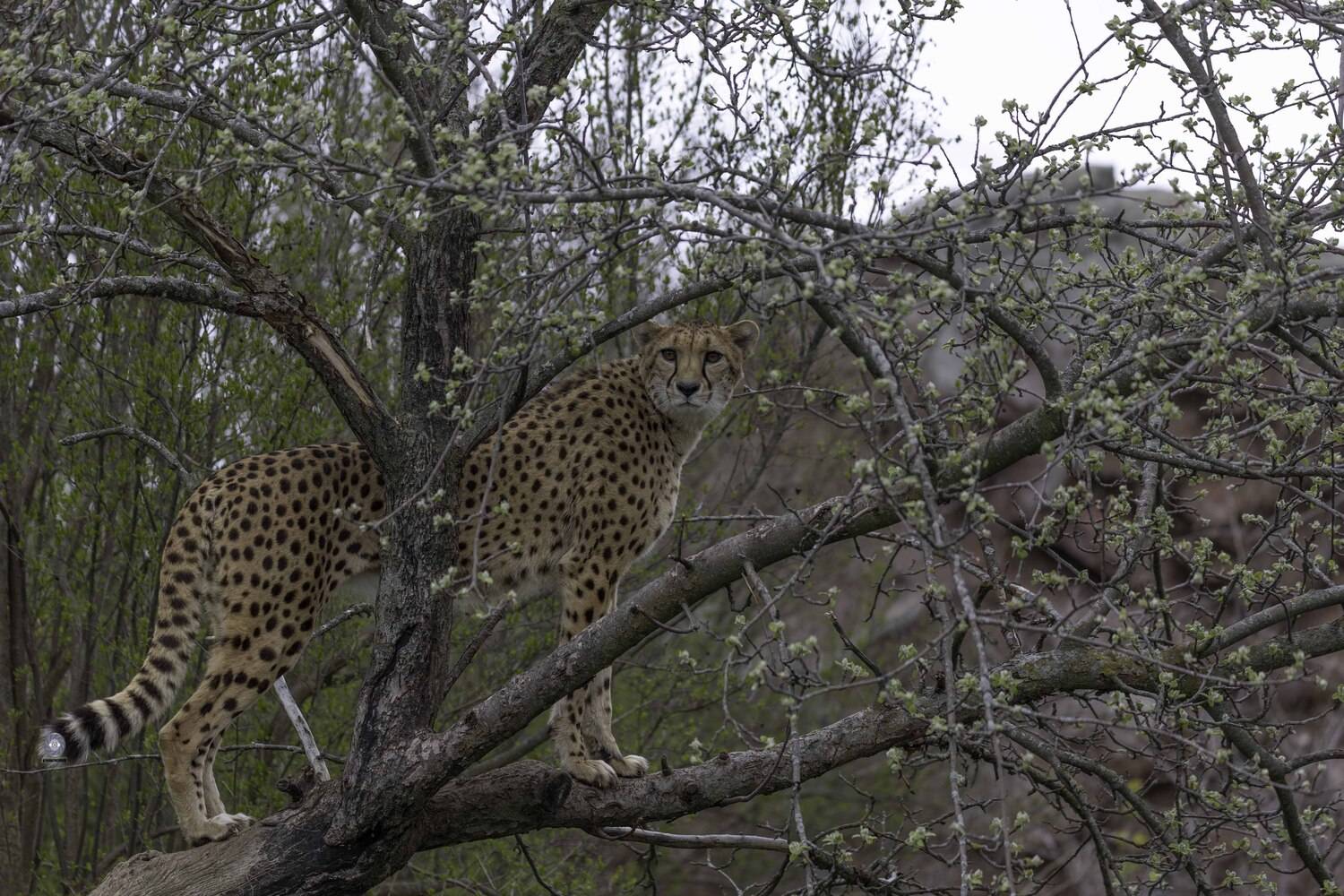 Cheetah. Автор: Ali Pashang , Ali Pashang