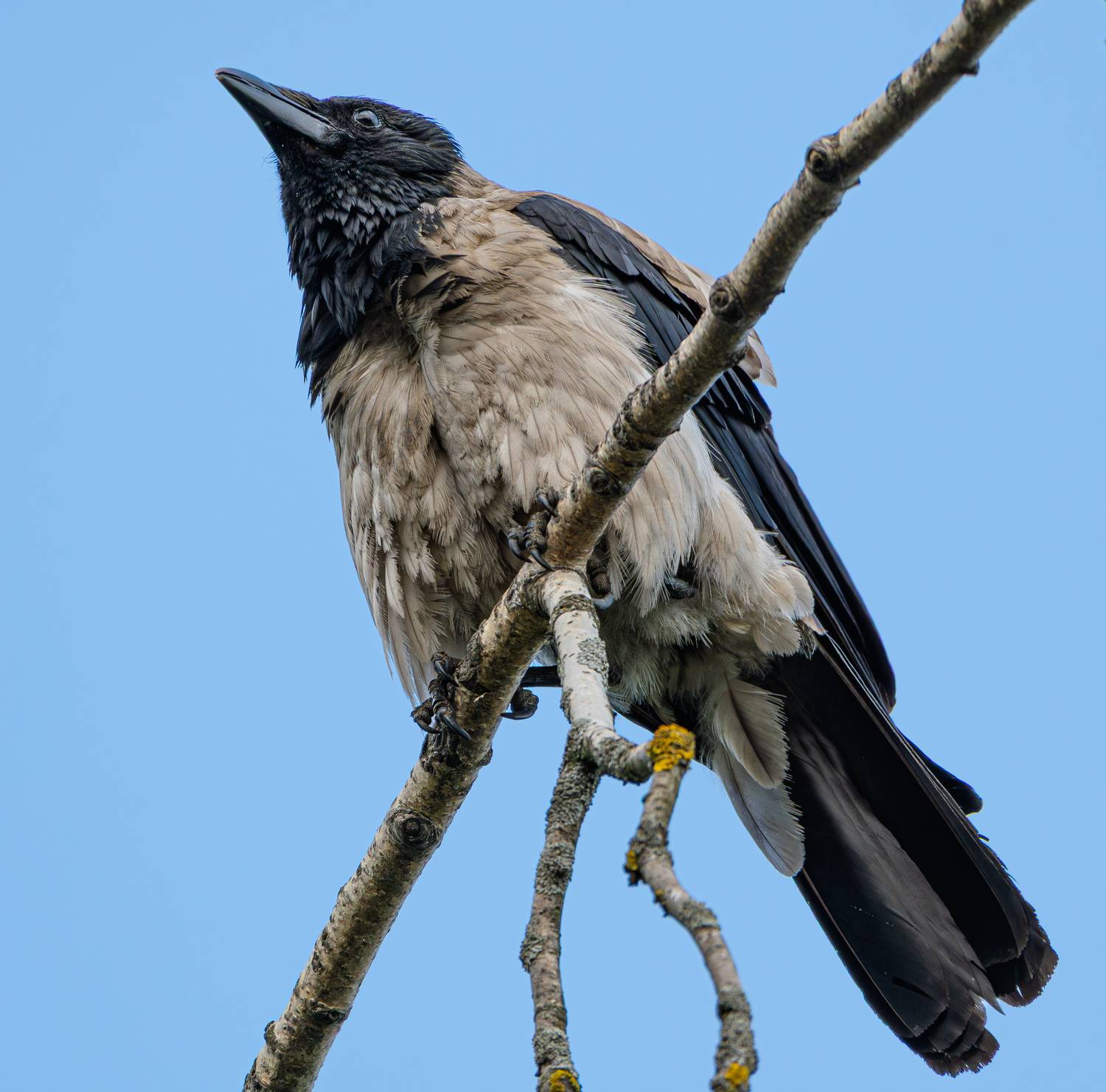 , Курлянцев Алексей