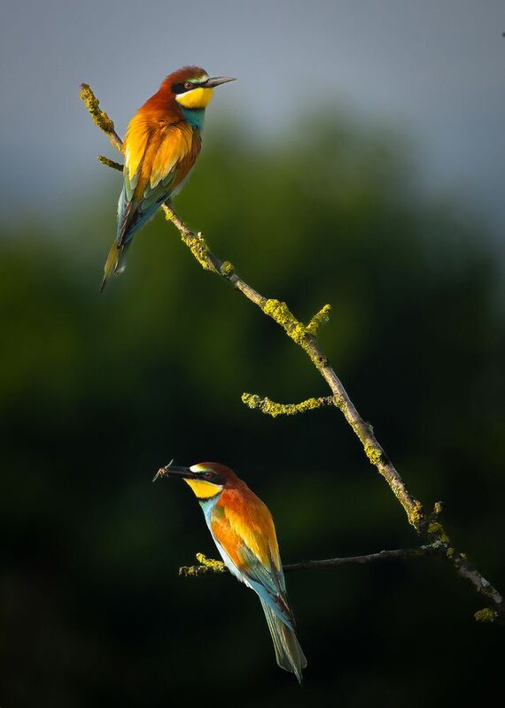 Včelařphoto preview