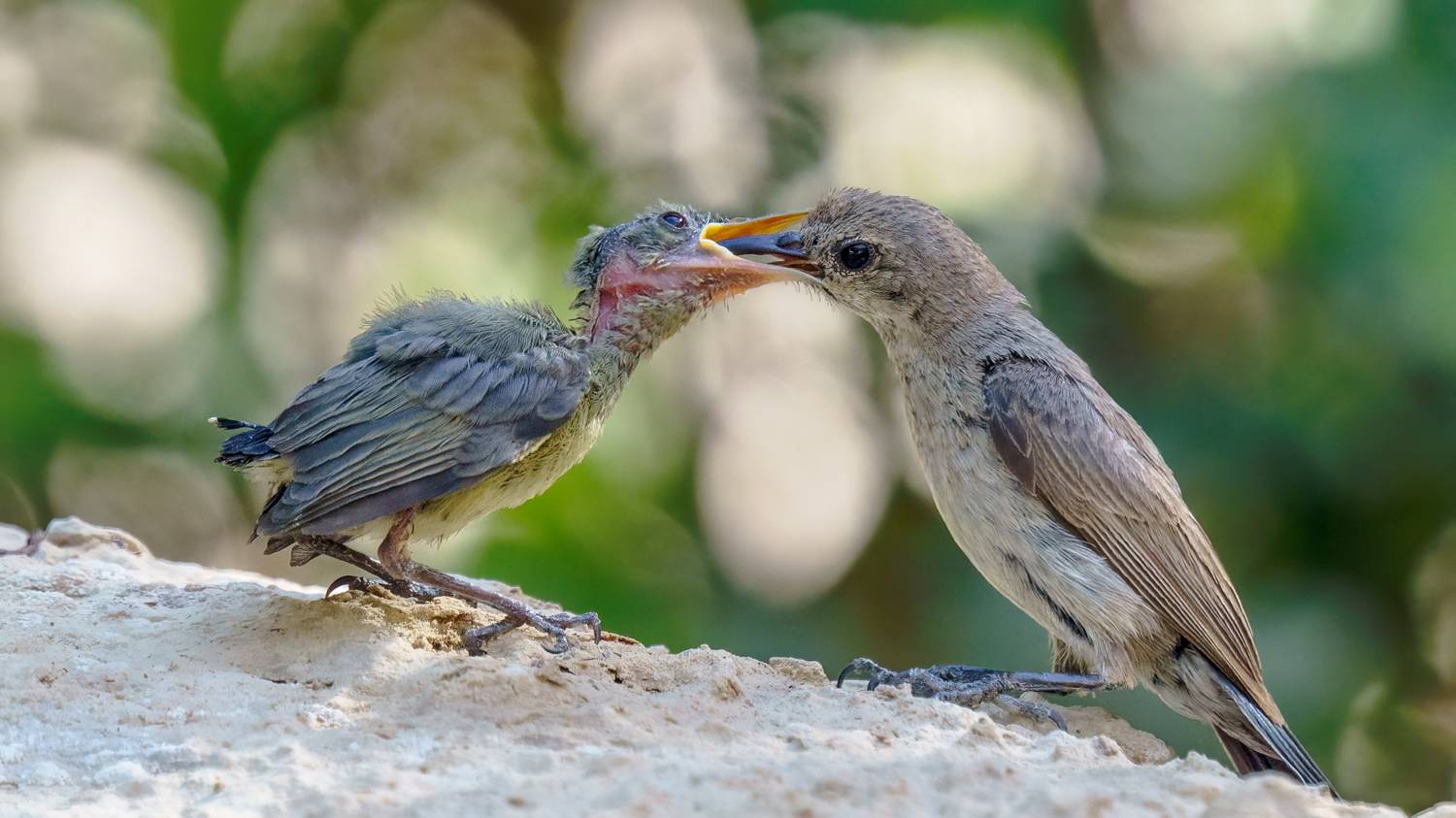 Нектарница. Автор: Шварцман Евгений , Шварцман Евгений