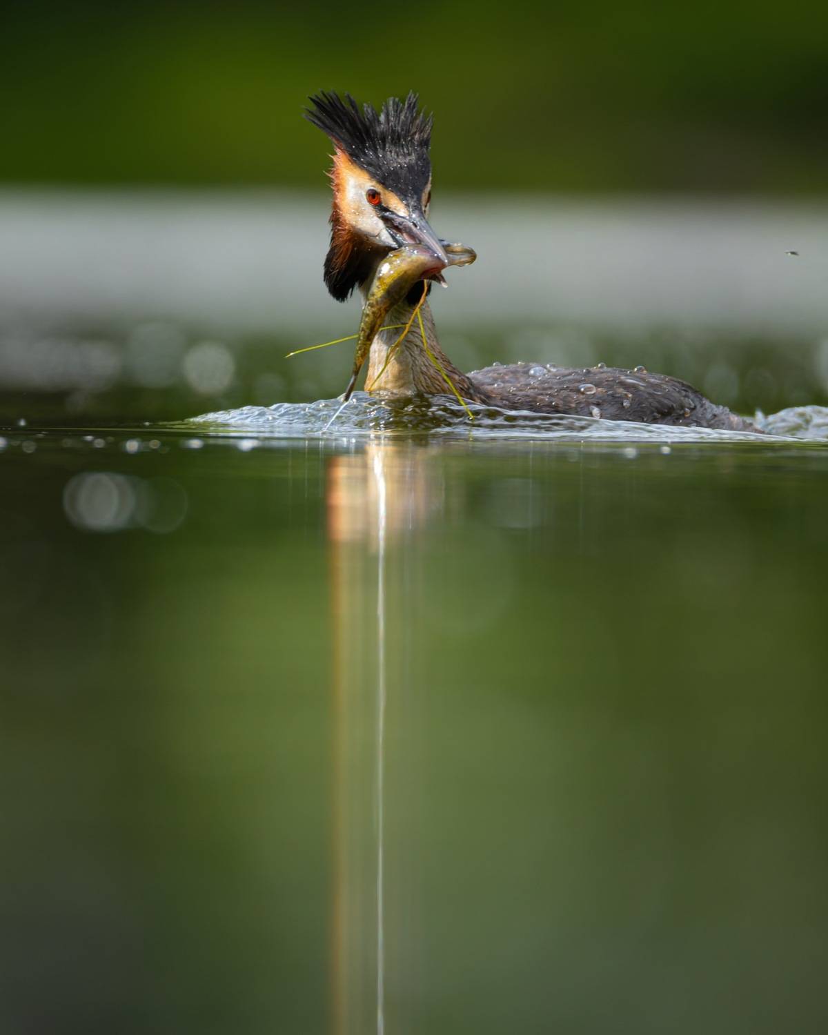 Чомга. Автор: Руслан Pl чомга, поганка, большая поганка, птицы, рыбалка, Руслан Pl