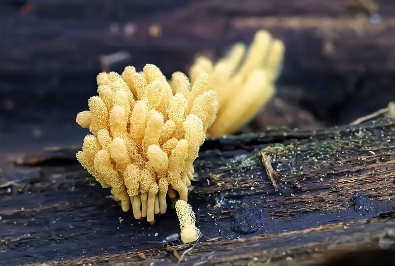 сетка капиллиция, миксомицеты, макро, арцирия Миксомицет Arcyria obvelataphoto preview