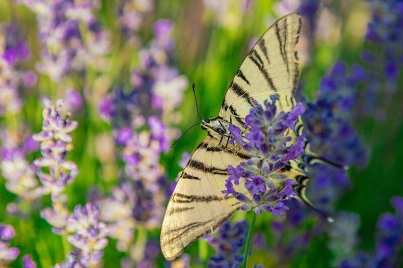 Расправь свои крыльяphoto preview