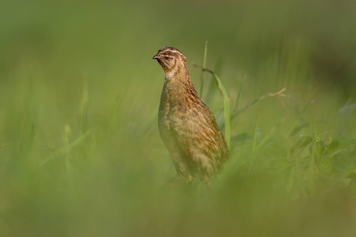 , Пупонин Сергей