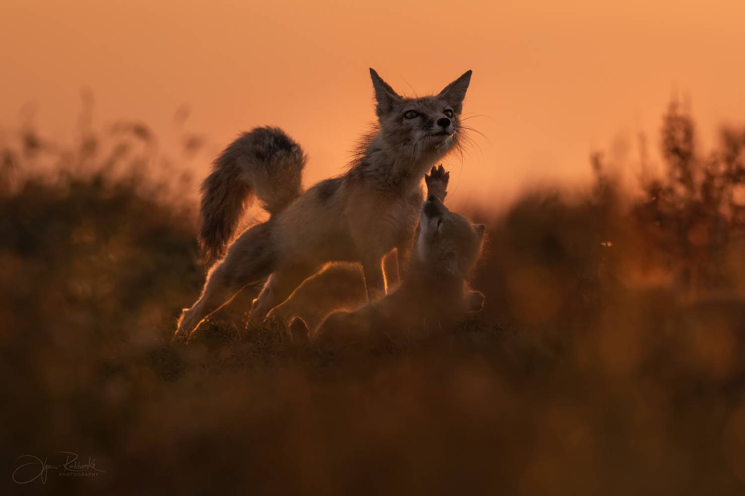 корсак, калмыкия, степная лиса, лиса, лис, лисенок, корсачонок, дикая природа, wildanimals, корсачата, vilpus corsac, corsac, корсаки, маныч, маныч-гудило, черные земли, Рудченко Ольга