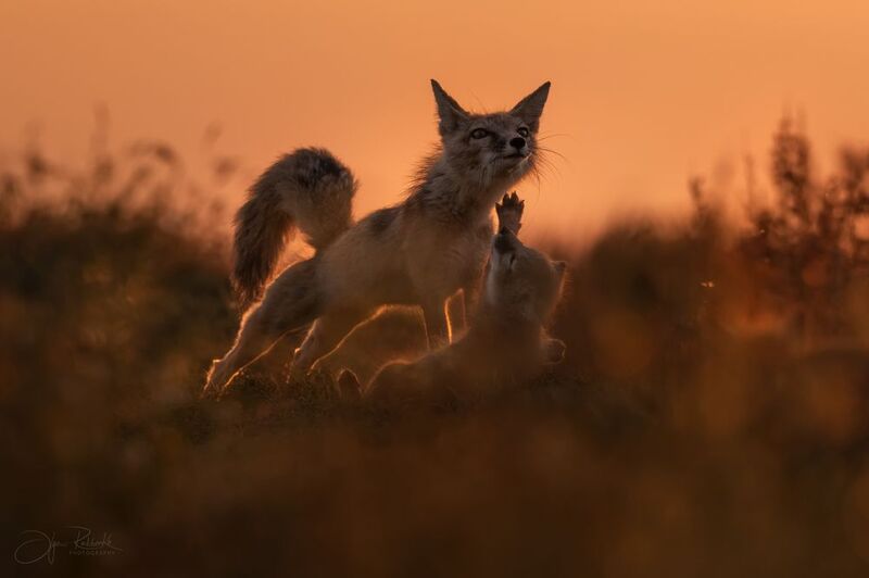 корсак, калмыкия, степная лиса, лиса, лис, лисенок, корсачонок, дикая природа, wildanimals, корсачата, vilpus corsac, corsac, корсаки, маныч, маныч-гудило, черные земли Потягушкиphoto preview