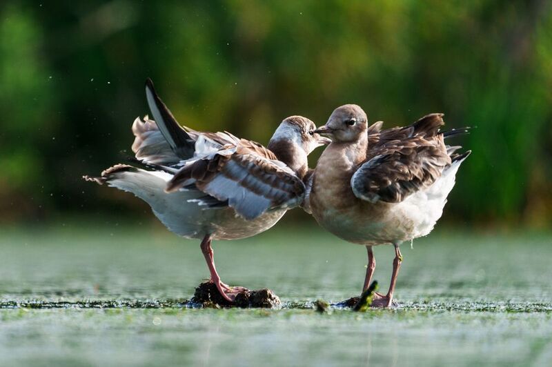 чайка Посекретничаемphoto preview