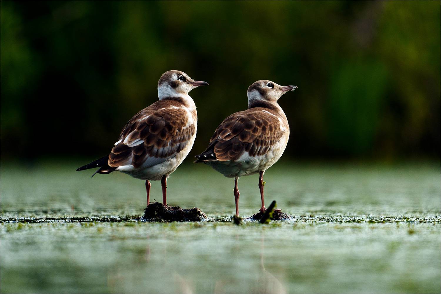Любопытство. Автор: Велин Александр чайка, Велин Александр