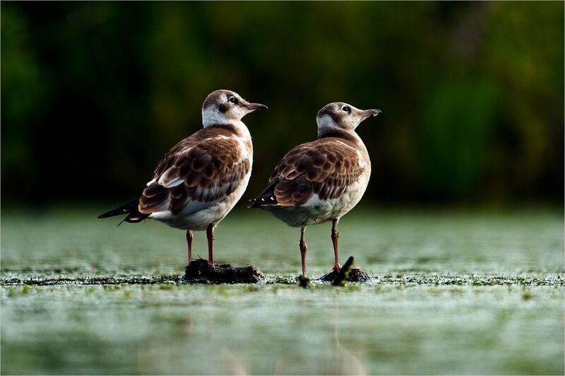 чайка Любопытствоphoto preview