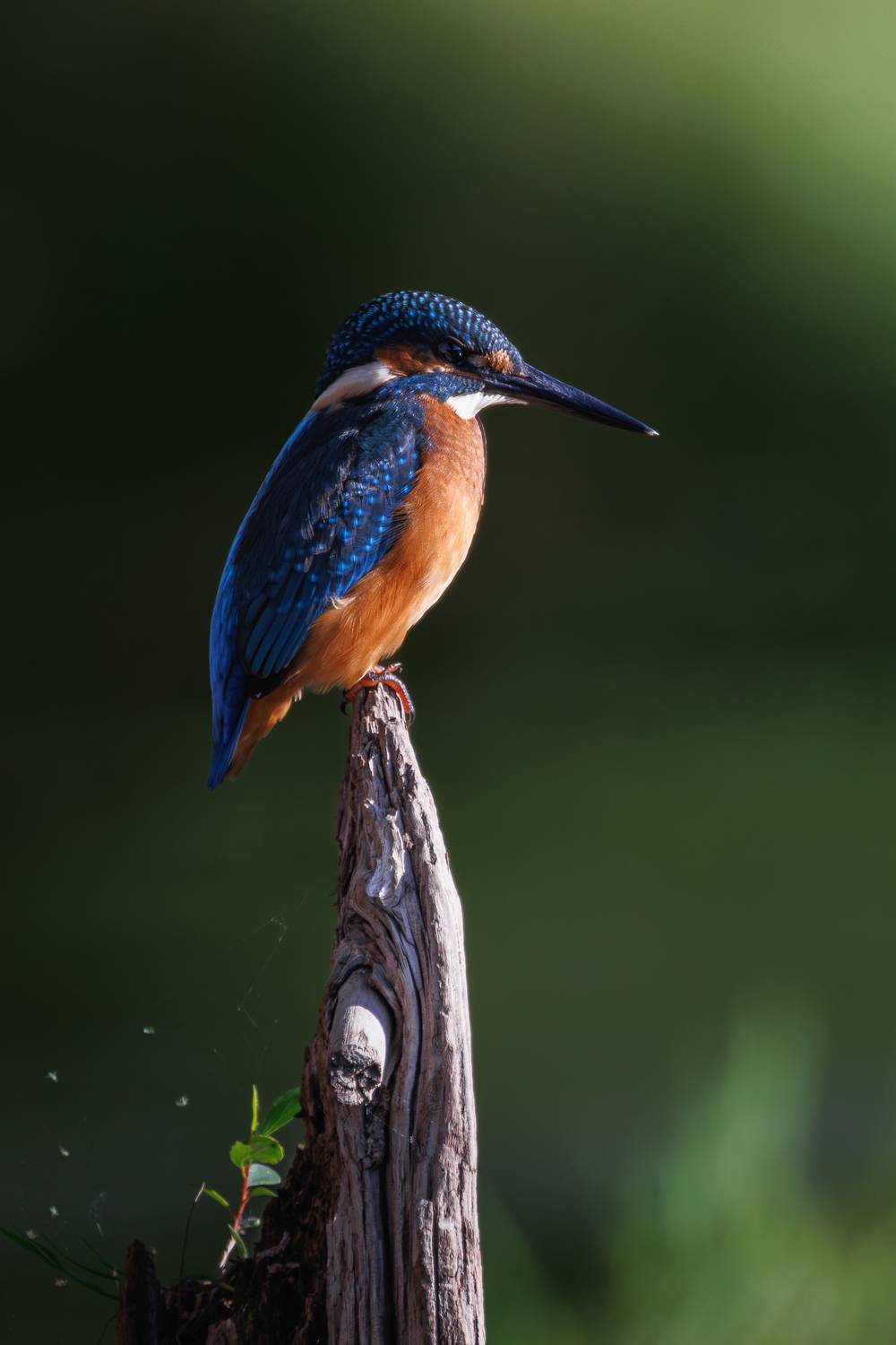 Зимородок. Автор: Гильманов Артур , Гильманов Артур