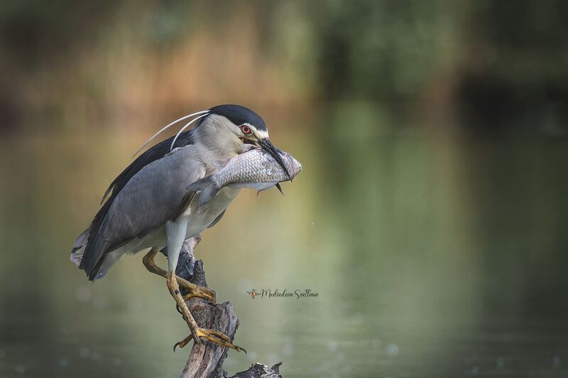 На зависть рыбакам.photo preview