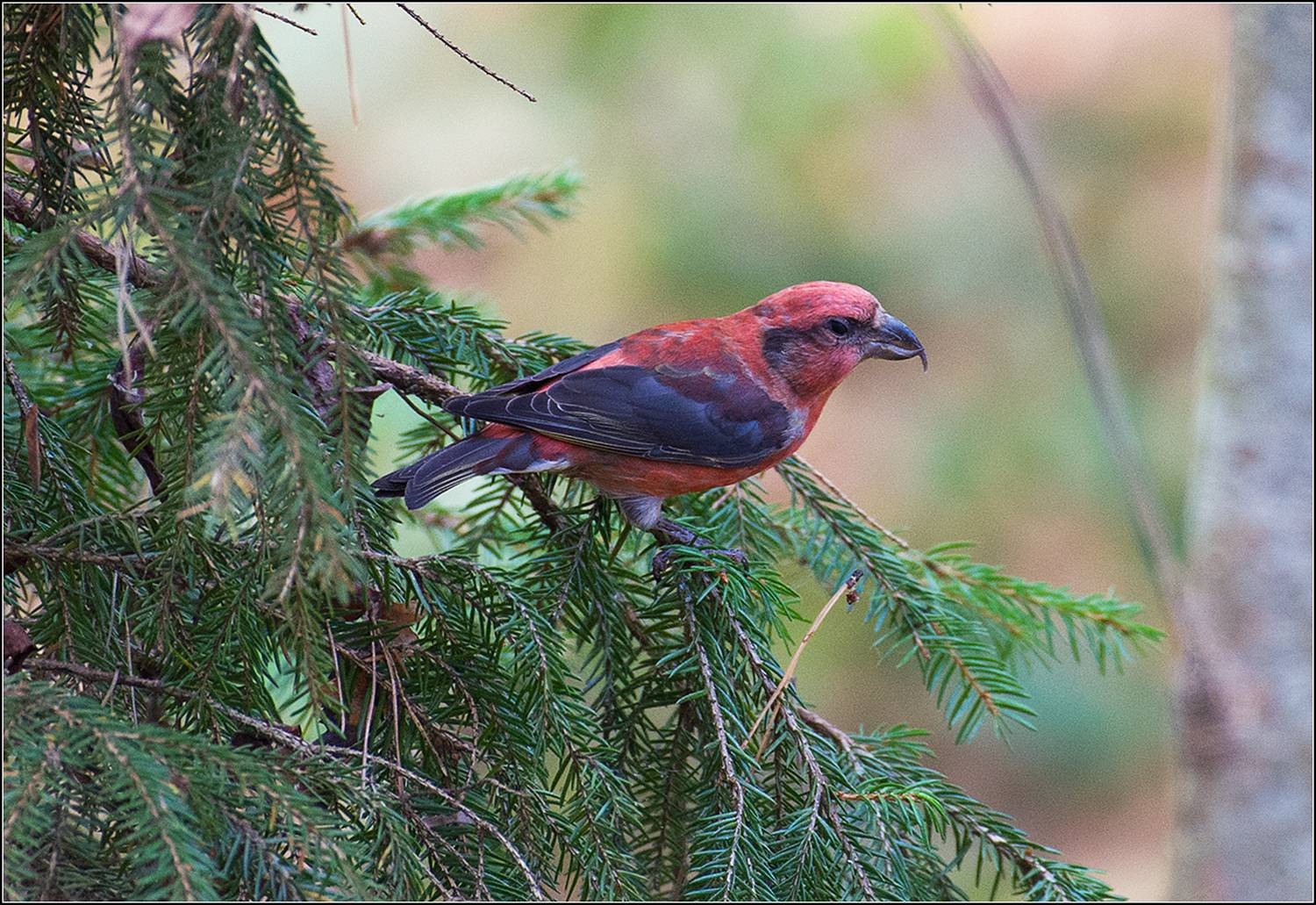 москва, парк, клёст, птица, АНАТОЛИЙ ДОВЫДЕНКО