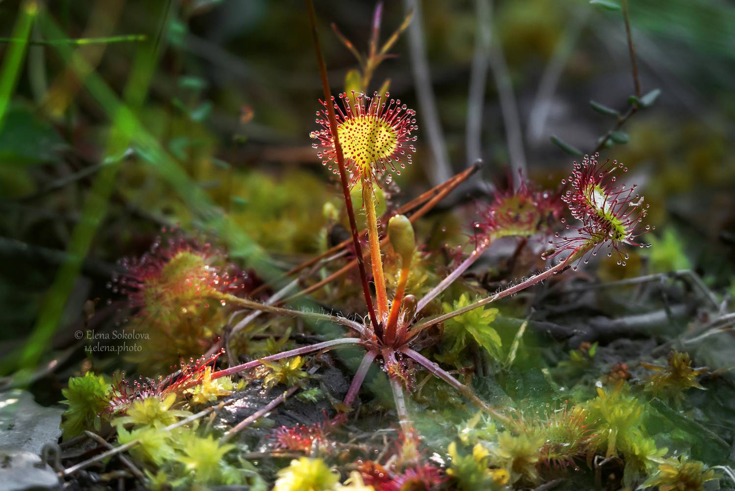 Росянка. Автор: Соколова Елена росянка, растение, лето, Соколова Елена
