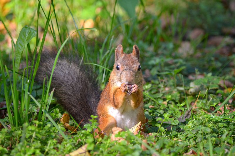 Вкусняшкаphoto preview