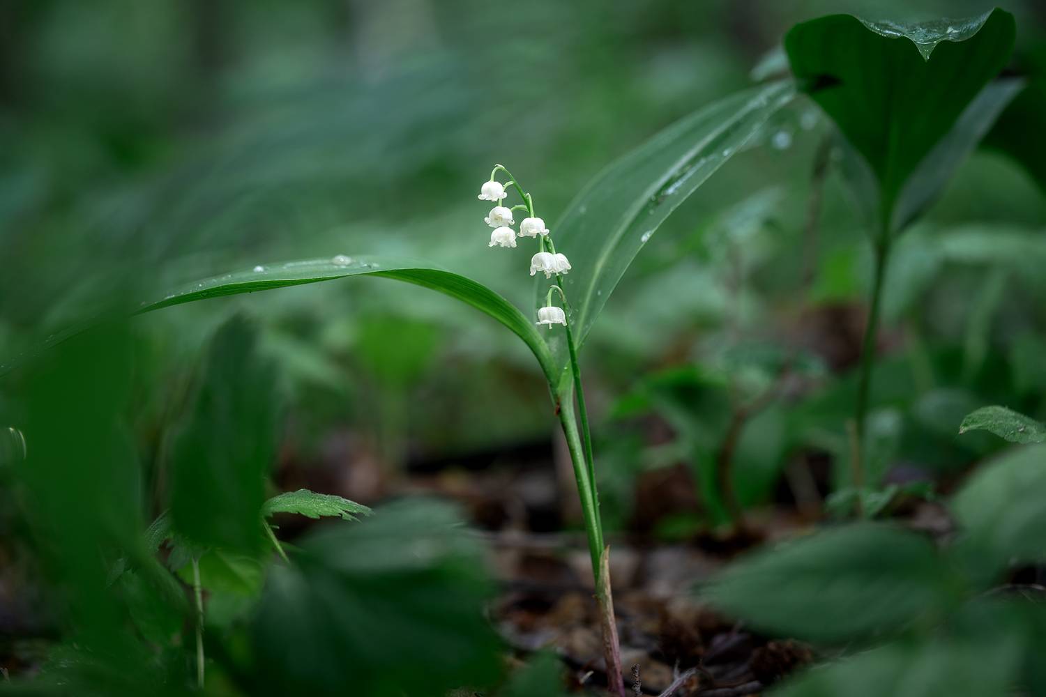 лес, ландыш, природа, цветы, лето, Людмила Завьялова