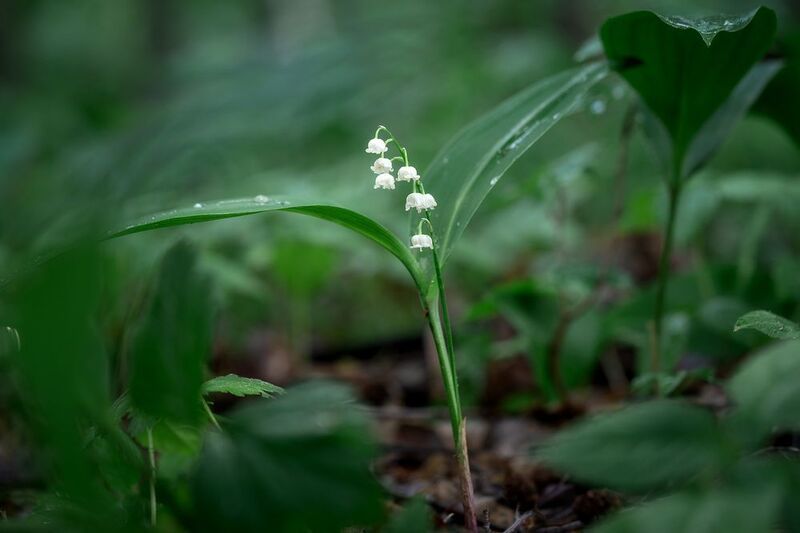 лес, ландыш, природа, цветы, лето Ландыш в лесуphoto preview