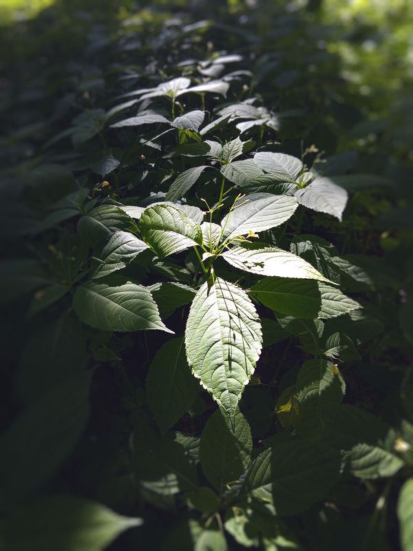 Лесная зарисовкаphoto preview