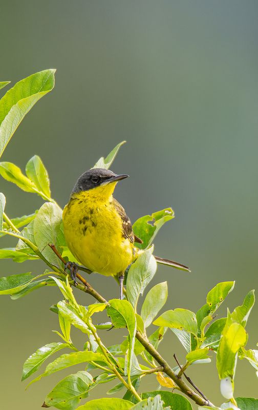 Лимончик :)photo preview