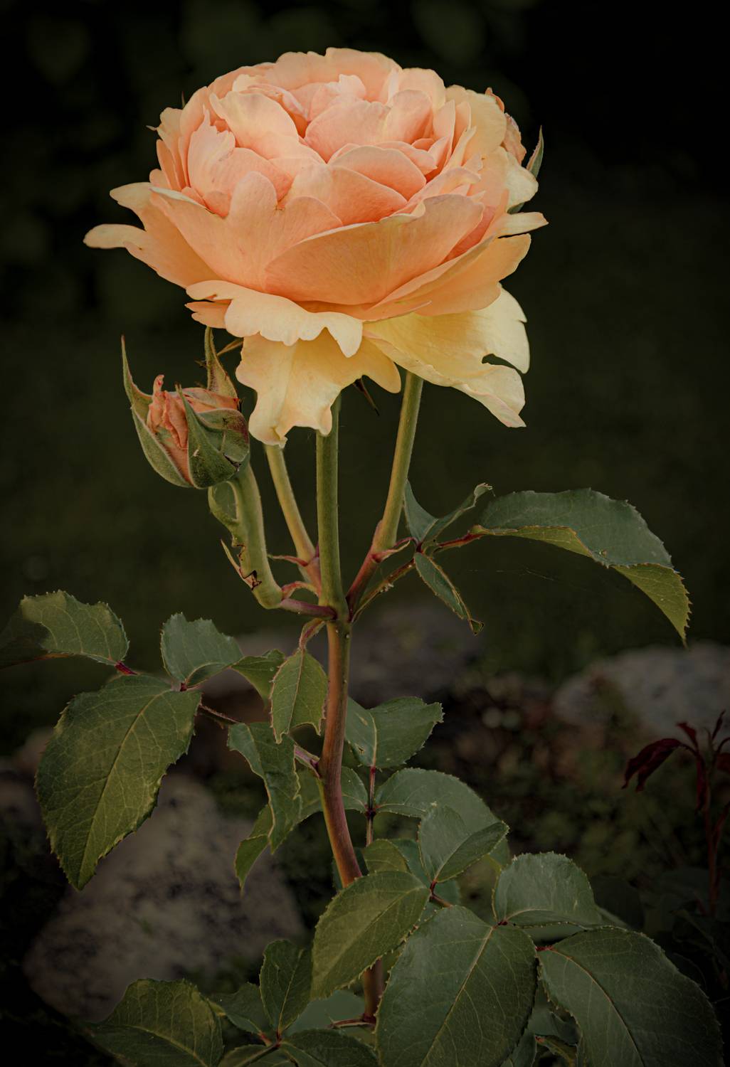 , Кокорин Алексей