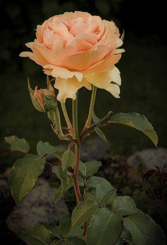 Розовая розаphoto preview