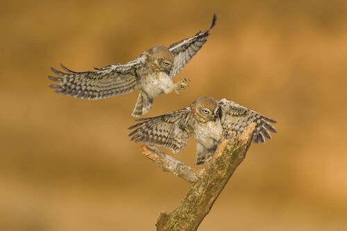 Little owls 