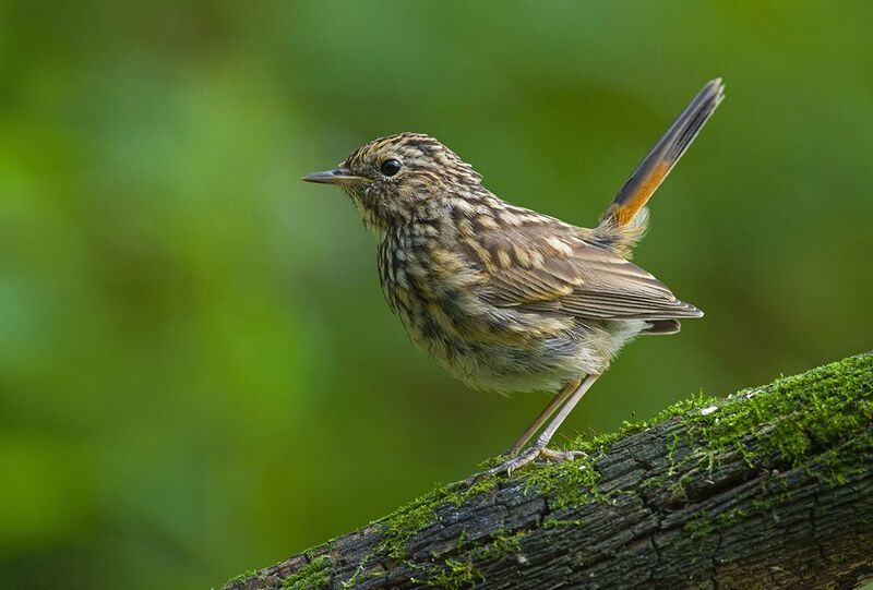 варакушка,молодой,хвост,птенец Хвост пистолетомphoto preview