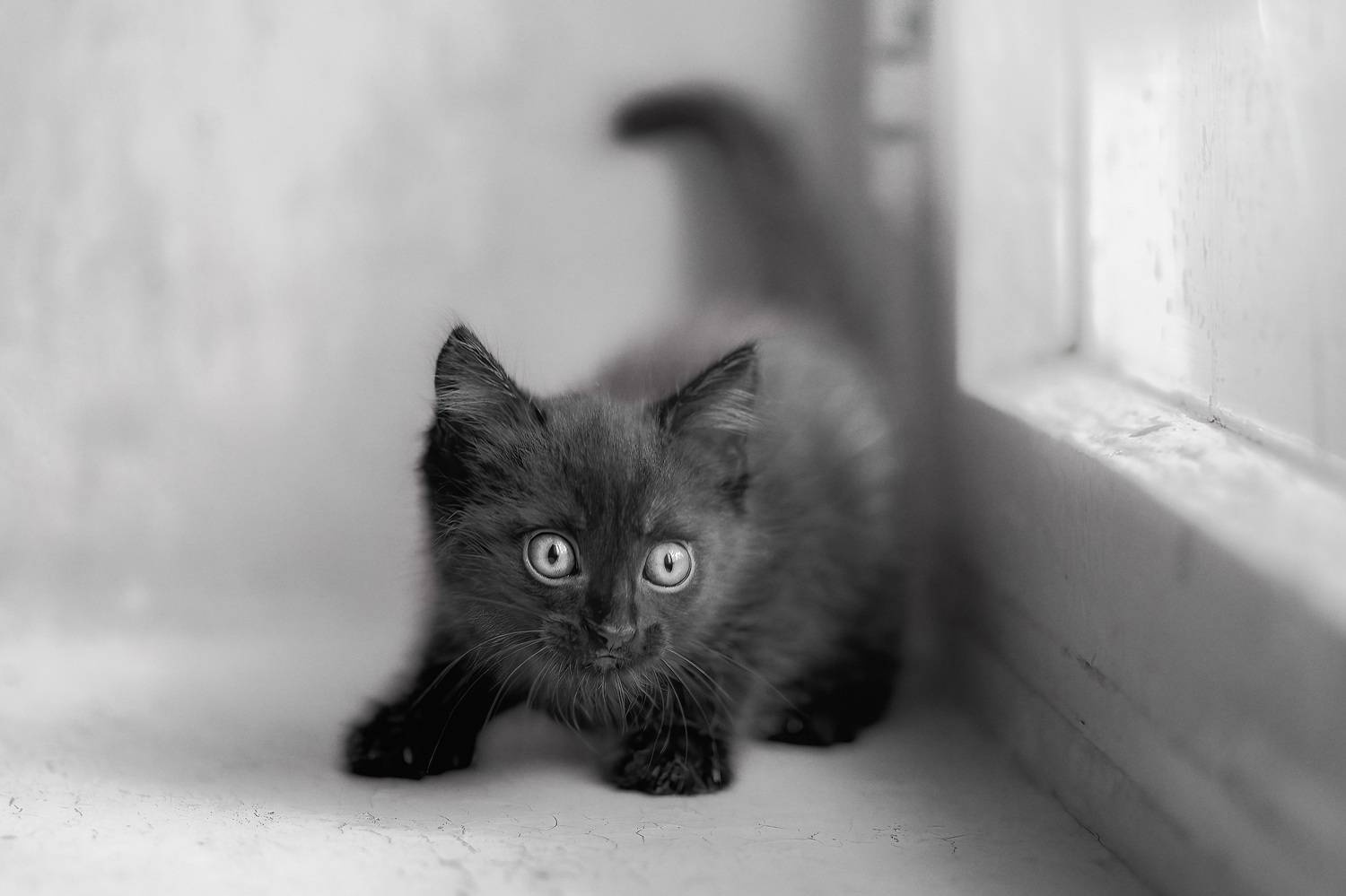 ***. Автор: Холудеев Виктор , Холудеев Виктор