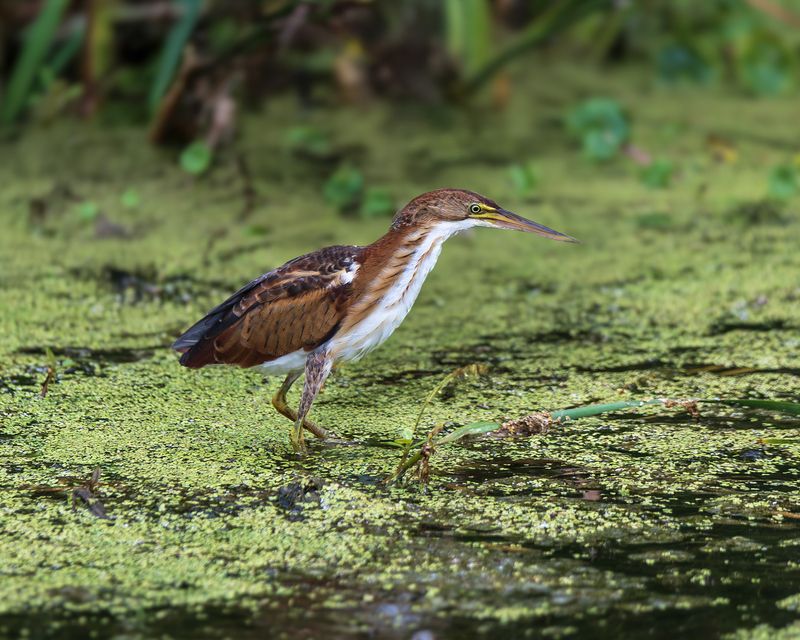 Карликовая цапляphoto preview