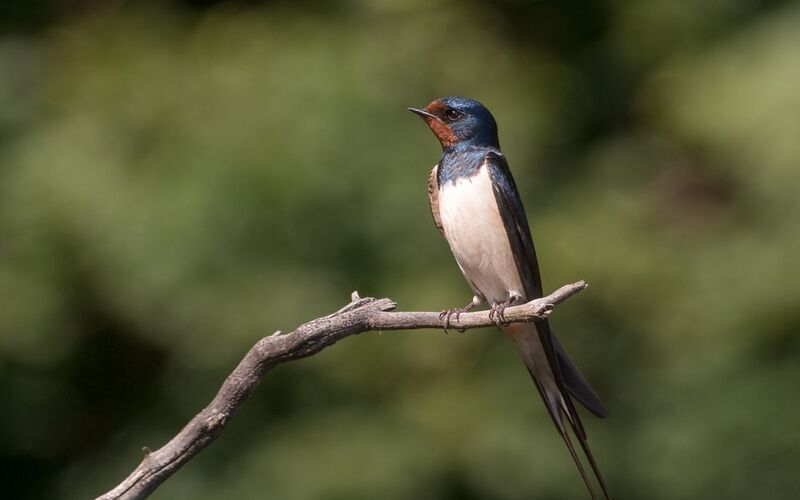 деревенская ласточка,птицы, лето, birds, wildlife, barn swallow Деревенская ласточкаphoto preview
