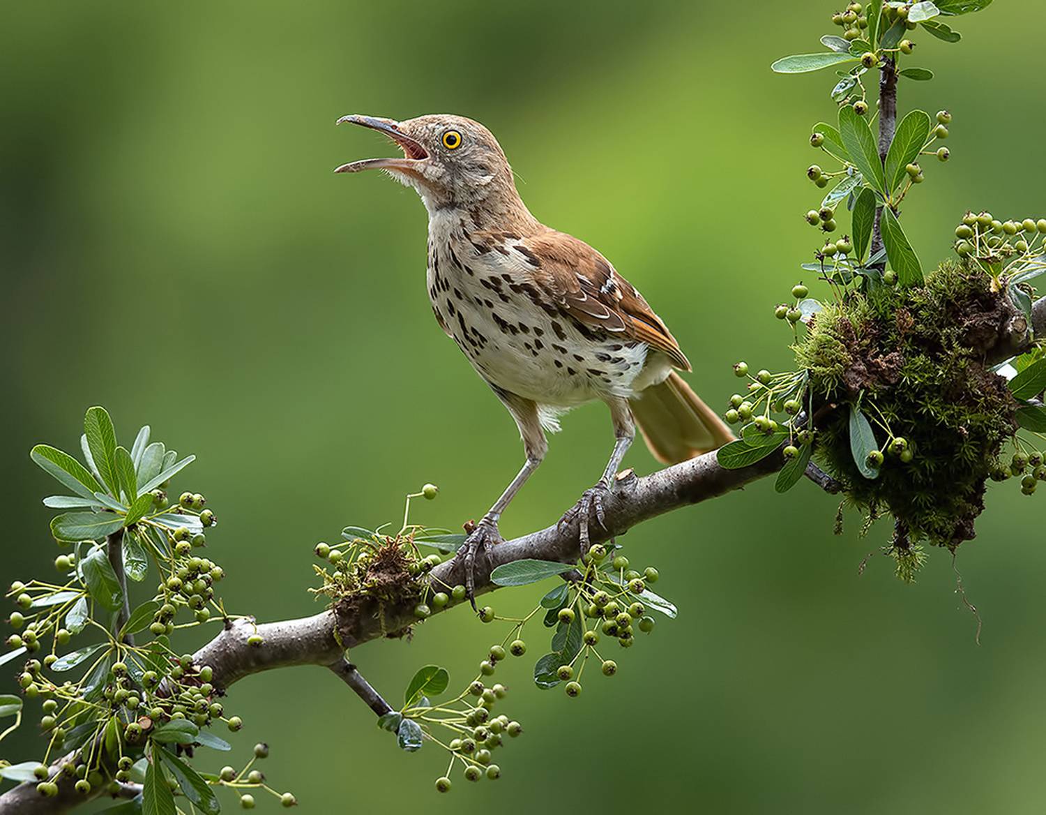коричневый пересмешник, brown thrasher, пересмешник, Etkind Elizabeth
