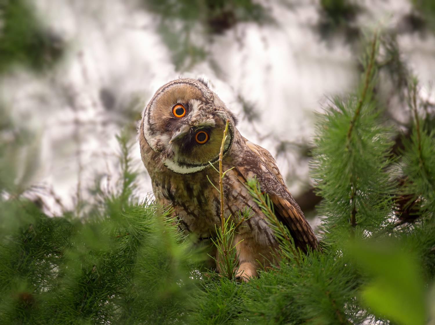 птица, соваушастая, слёток, лес,, Мочалова Марина