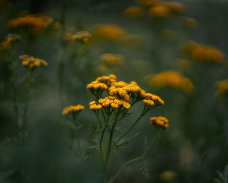 пижма, цветы, природа Пижма на обочинеphoto preview