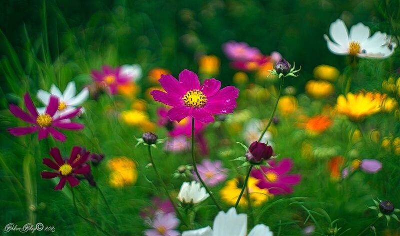 Июль...photo preview