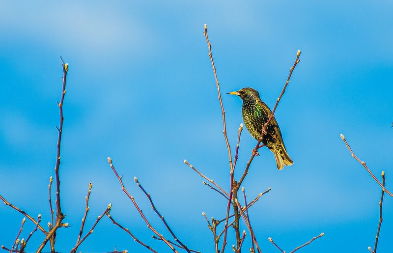 Скворецphoto preview