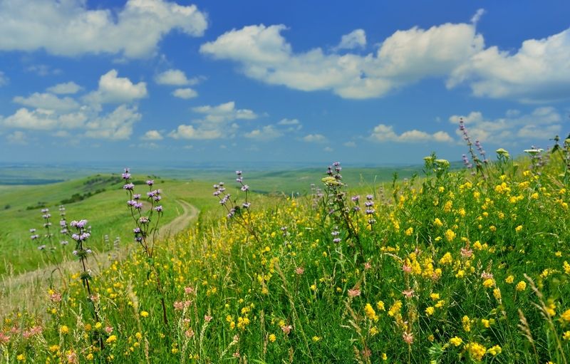 Степь,летоphoto preview