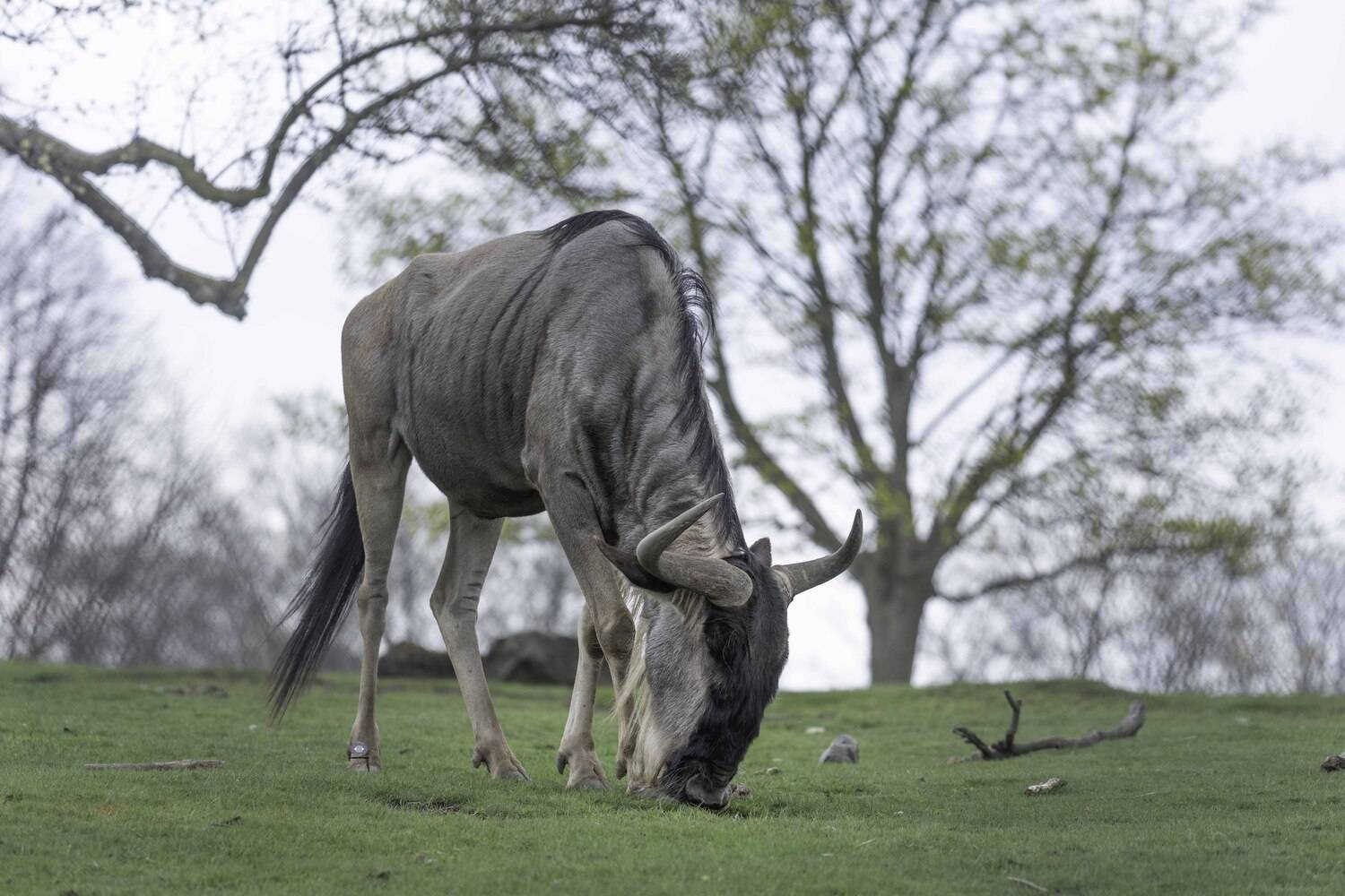 Wildebeest. Автор: Ali Pashang , Ali Pashang