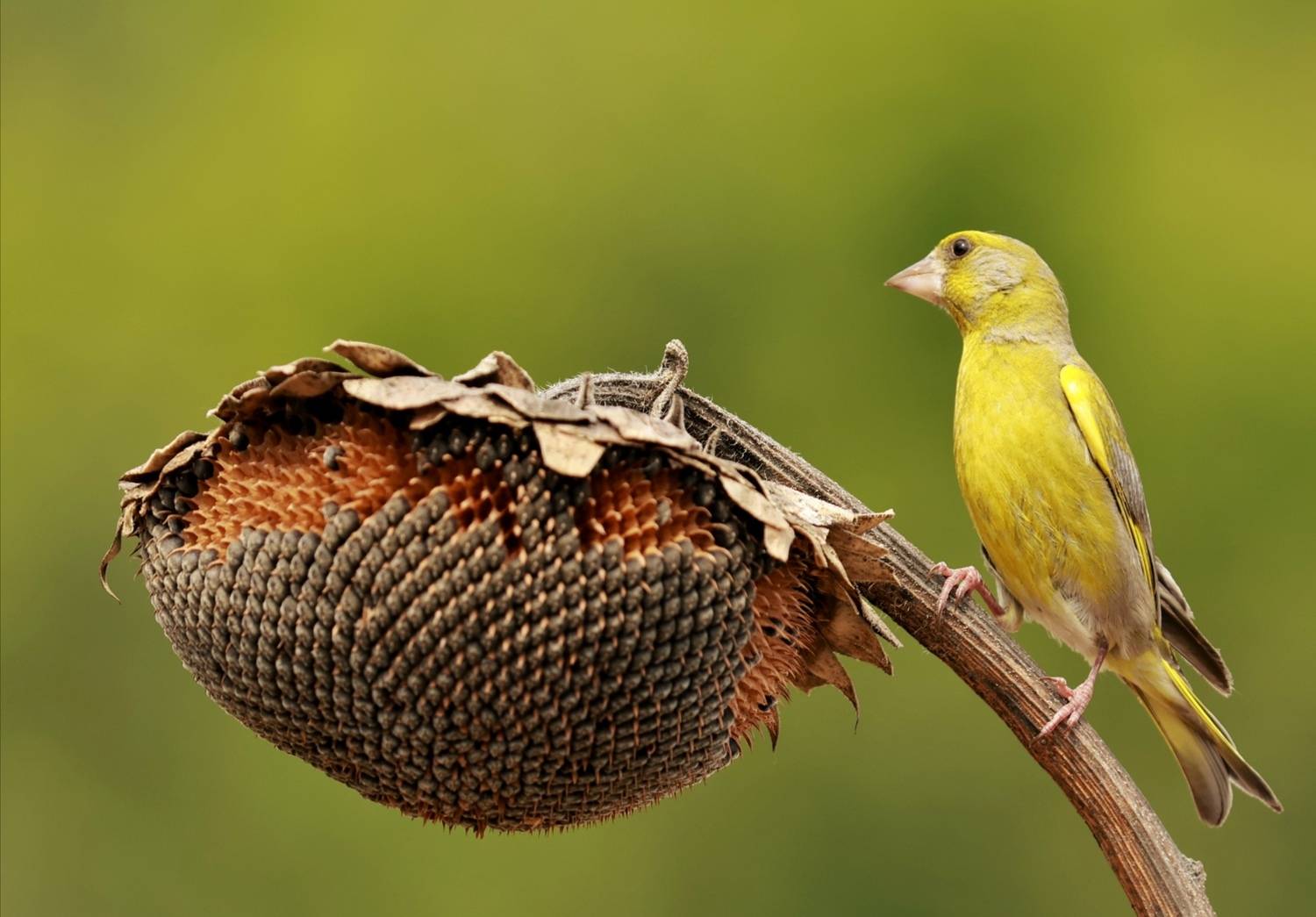 природа, Валерий Черняк