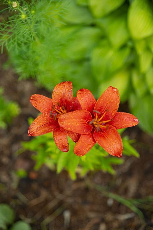 Цветыphoto preview