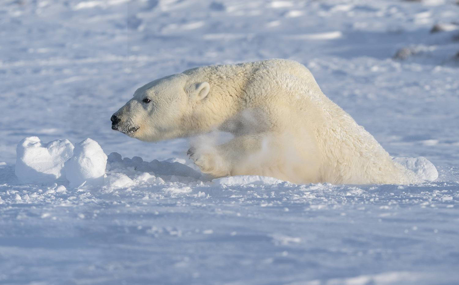 якутия, белый медведь, природа, дикая природа, путешествия wildlife, outdoor, арктика, Алексей Романов