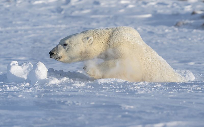 Охраняя домphoto preview