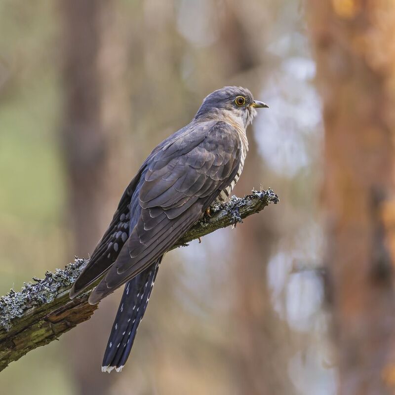 кукушка, птицы Кукушкаphoto preview