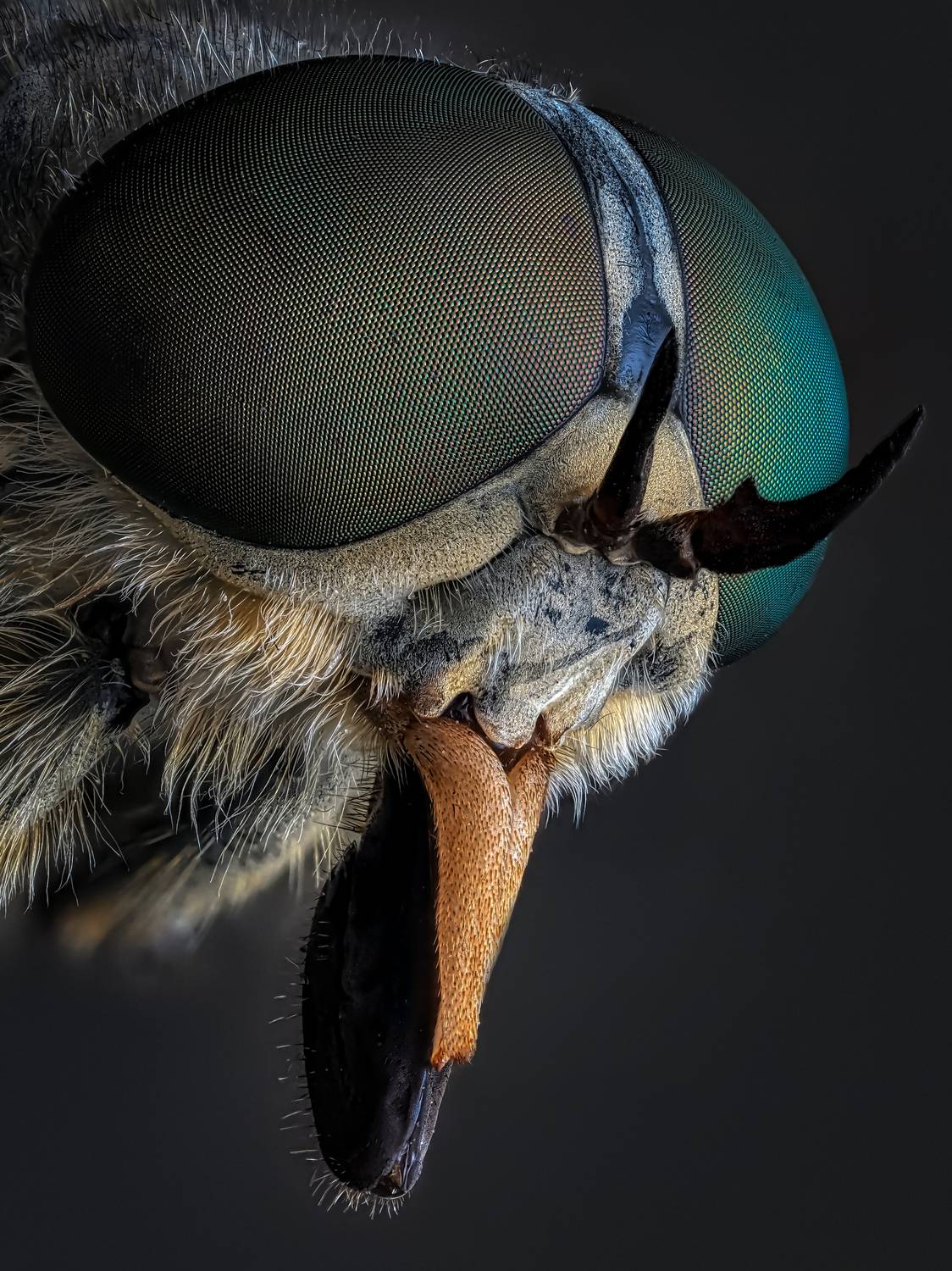 , Олег Савицкий