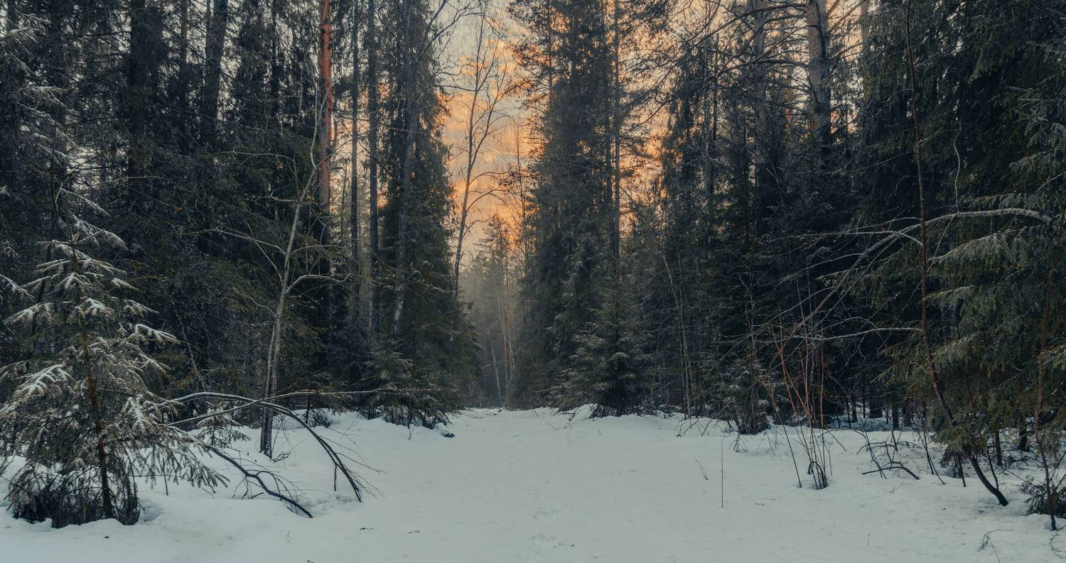 Лесная дорога зимой. Автор: Кокорин Алексей , Кокорин Алексей