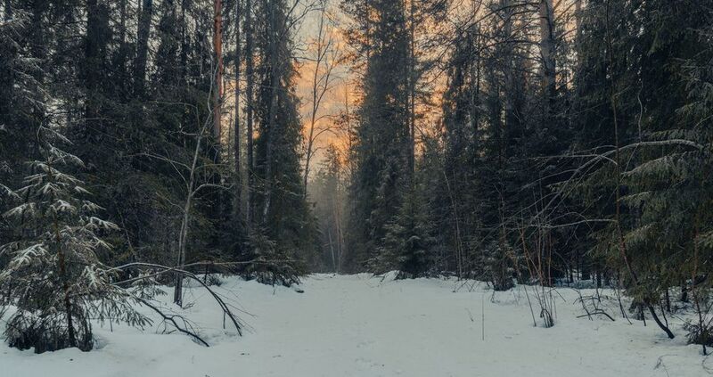 Лесная дорога зимойphoto preview