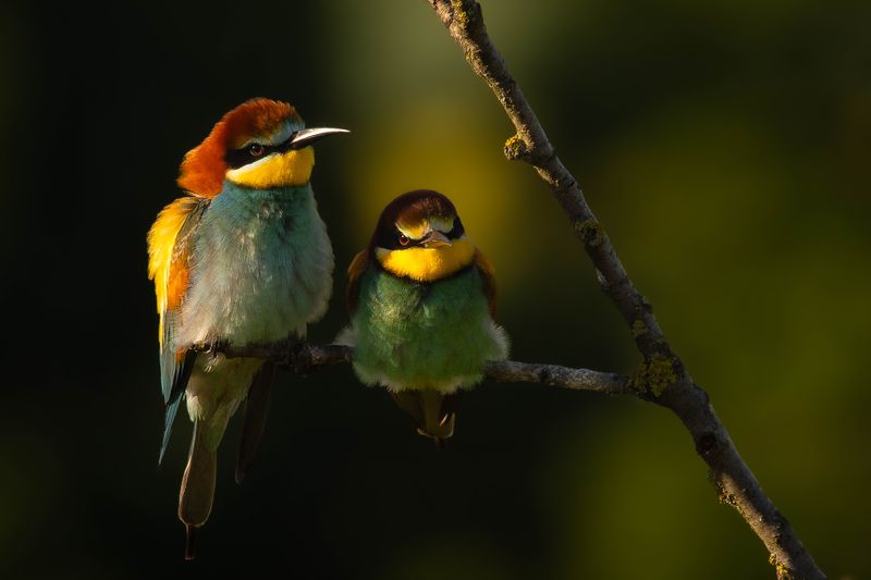 Včelařphoto preview